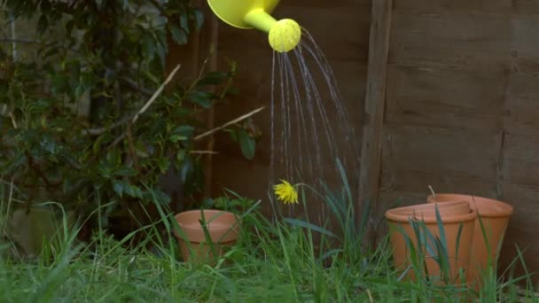Zahradník Zalévání Narcisy Květiny Žlutým Zalévání Může Široký Zoom Zpomalit — Stock video
