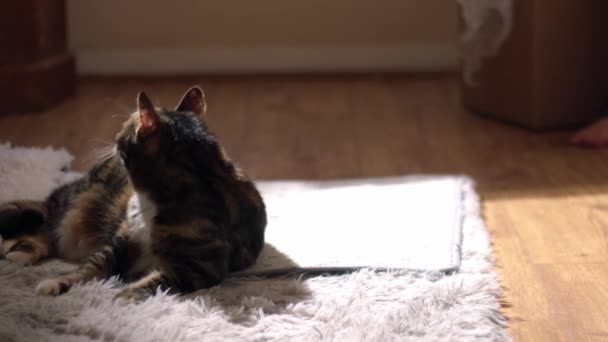 Přesun Domů Domácí Kočka Medium Shot Selektivní Zaměření — Stock video
