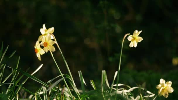 Daffodil Narcissus Квітка Росте Лісовому Парку Весною Широке Збільшення Сповільнення — стокове відео