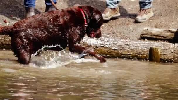 Chocolate Labrador Perro Jugando Salpicaduras Agua Tiro Medio Cámara Lenta — Vídeos de Stock