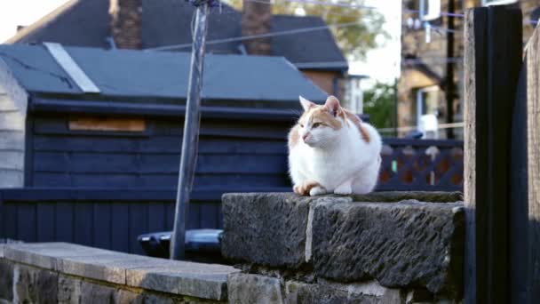 Τζίντζερ Και Λευκή Γάτα Κάθεται Αστικό Δρόμο Τοίχο Ευρύ Dolly — Αρχείο Βίντεο