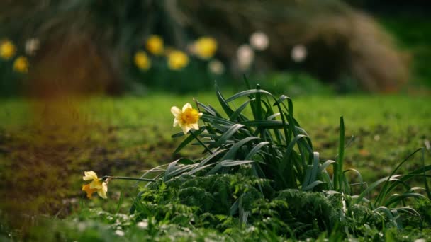 Квіткова Площина Daffodil Narcissus Після Шторму Лісовому Парку Весною Широке — стокове відео