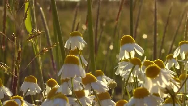 Koni Çiçeği Papatyası Yaz Güneşinde Vahşice Büyüyor Yavaş Çekim Seçici — Stok video