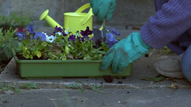 Gardener Φυτά Κρεβάτι Πανσές Λουλούδια Κοντά Αργή Κίνηση Πυροβόλησε Επιλεκτική — Αρχείο Βίντεο