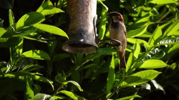 Male House Sparrow Perches Bird Feeder Medium Shot Slow Motion — Stock Video