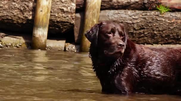 Chocolate Labrador Perro Jugando Chapoteando Agua Media Disparo Cámara Lenta — Vídeos de Stock