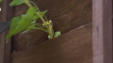 Eller çalıları budamak için kesicileri kullanır. Odaklan, yavaş çekim, seçici odaklanma.