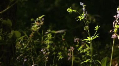 İlkbaharda İngiltere 'de BlueBell çiçek tomurcuklanması. Ortam yakınlaştırması seçici odak noktası.