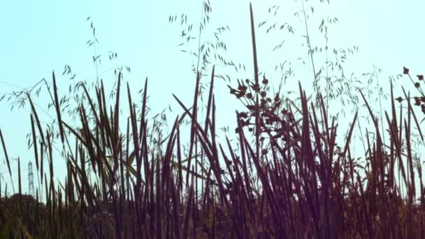 Groot Gras Weide Tegen Blauwe Hemel Zoom Slow Motion Selectieve — Stockvideo