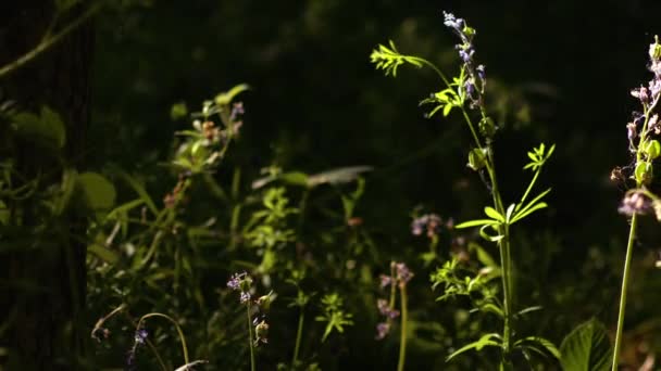 Bluebell Flower Budding English Spring Woodland Medium Zoom Shot Selective — стоковое видео