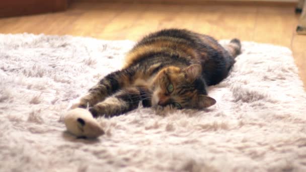 Calico Gato Com Brinquedo Mouse Acolhedor Tapete Caseiro Médio Tiro — Vídeo de Stock