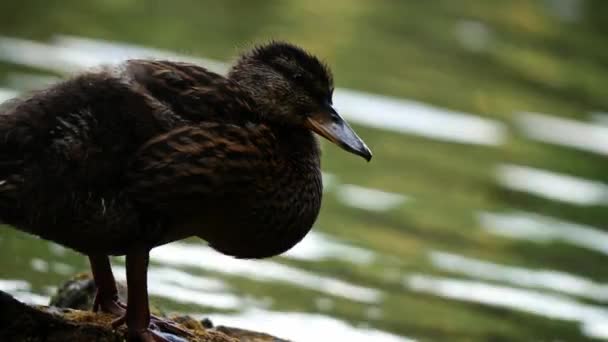 Duckling Standing Water Side Close Shot Shot Selective Focus — Stock Video