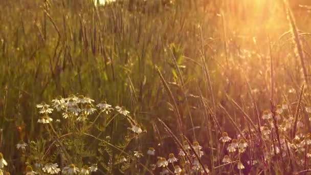 Koni Çiçeği Papatyası Yaz Güneşinde Vahşi Bir Şekilde Büyüyor — Stok video