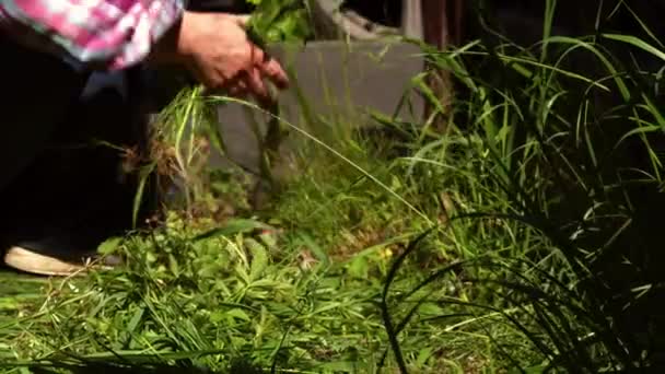 Kobieta Oczyszczająca Chwasty Długą Trawę Ogrodu Slow Motion Zoom Selektywny — Wideo stockowe