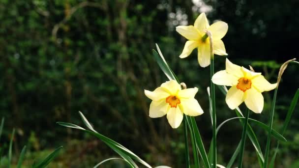 Daffodil Narcissus Квітка Росте Лісовому Парку Весняний Час Середній Масштаб — стокове відео