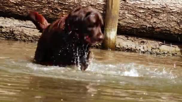 Happy Chocolate Labrador Hund Spielt Und Planscht Wasser Medium Zoom — Stockvideo