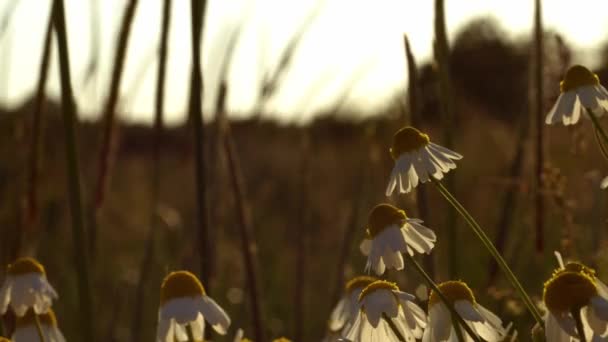 Koni Çiçeği Papatyası Gün Batımında Kırsal Alanda Büyüyor Yavaş Çekim — Stok video