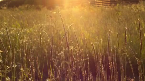 Altın Yaz Güneşinde Büyüyen Uzun Çimenler Günbatımı Geniş Yavaş Çekim — Stok video