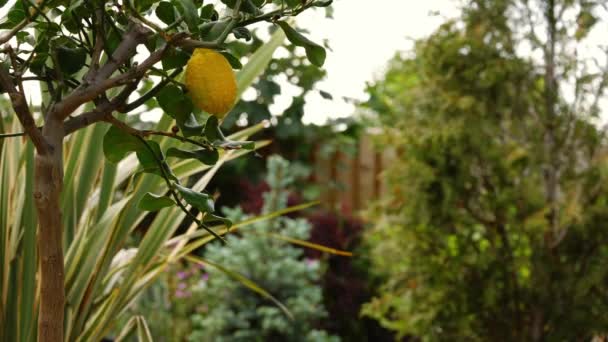 Citronový Ovocný Strom Zahradě Střední Záběr Zpomalený Pohyb Selektivní Zaměření — Stock video
