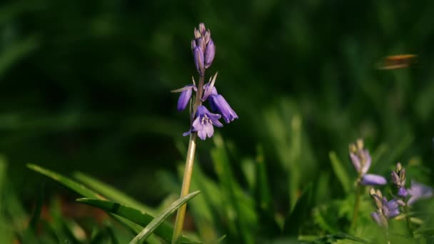 英語春の森の中でブルーベルの花の出芽クローズアップズームショット選択的フォーカス — ストック動画