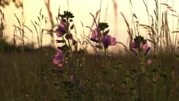 Flores Cor Rosa Grama Alta Crescendo Verão Dourado Sol Pôr — Vídeo de Stock