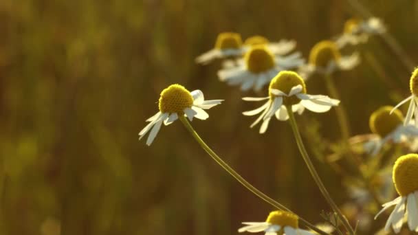 Квітка Конуса Ромашка Виростає Диким Літньому Сонці Крупним Планом Повільний — стокове відео
