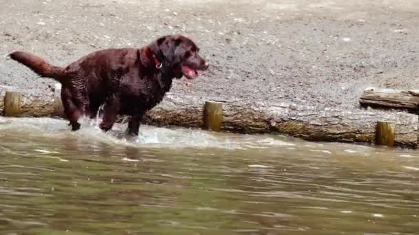 Labrador Retriever Perro Jugando Chapoteando Agua Media Disparo Cámara Lenta — Vídeos de Stock