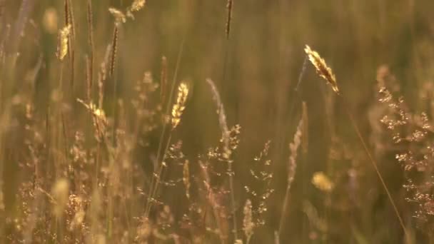 Altın Yaz Günbatımında Büyüyen Uzun Otlar Yavaş Çekim Seçici Odaklanma — Stok video