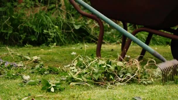 Woman Raking Lawn Wheelbarrow Garden Medium Slow Motion Selective Focus — Stock Video