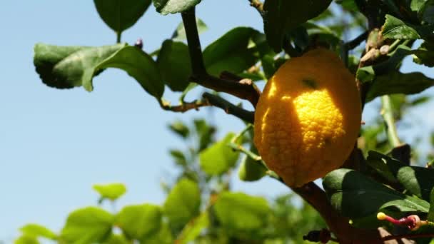 Bahçedeki Limon Ağacı Kapat Yavaş Çekim Seçici Odak Noktası — Stok video