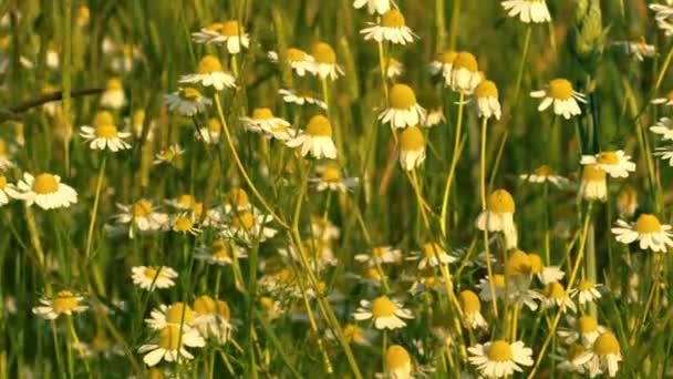 Kegelblume Gänseblümchen Wächst Wild Sommer Sonnenschein Mittel Zeitlupe Selektiver Fokus — Stockvideo
