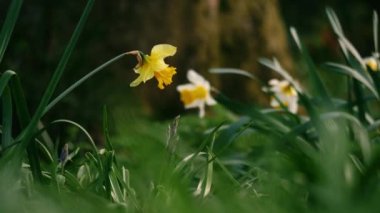 İlkbaharda Woodland Park 'ta yetişen nergis Narcissus çiçeği. 4k yavaş çekim seçici odak noktası.