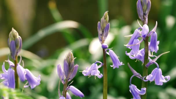 Bluebell Flower Budding English Springtime Close Zoom Slow Motion Selective — стоковое видео