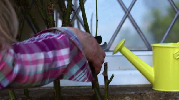 Hands Using Secateurs Prune Rose Bush Close Slow Motion Shot — Stock Video