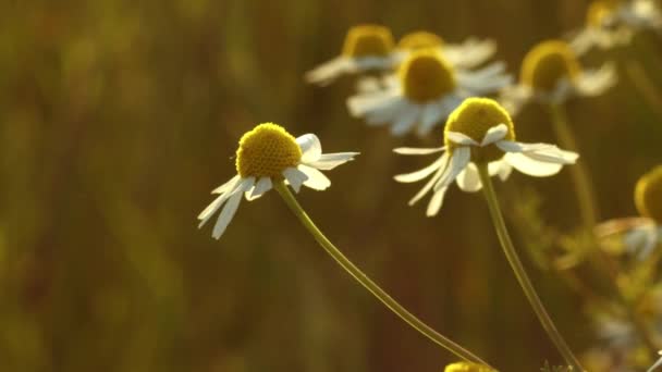 Kužel Květ Sedmikrásky Rostoucí Divoký Létě Slunce Zblízka Zoom Zpomalit — Stock video