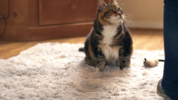 Proprietário Gato Joga Com Gato Acolhedor Casa Tapete Médio Tiro — Vídeo de Stock