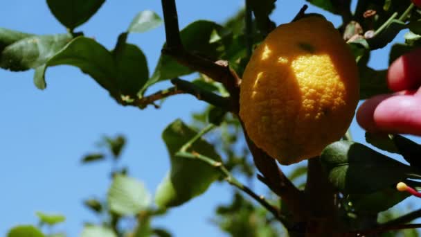 フルーツピッカーハンド検査レモンフルーツツリーを閉じるアップ4Kショットスローモーション選択的フォーカス — ストック動画