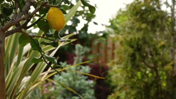 ガーデン中のレモンの実の木ズームショットスローモーション選択的フォーカス — ストック動画
