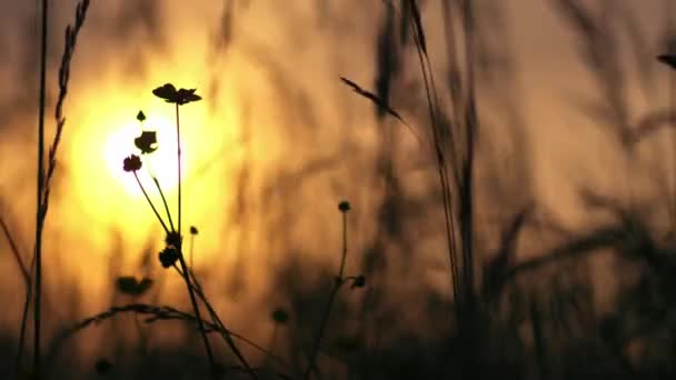 Лютик Полевые Цветы Высокая Трава Растущий Силуэт Золотом Солнце Летом — стоковое видео