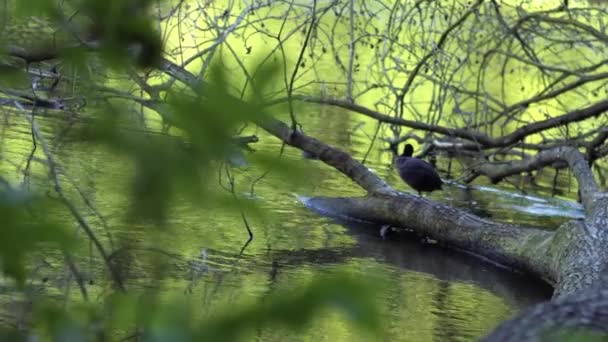 Coot Bird Hiding Branches Fallen Tree Lake Wide Zoom Slow — Stock Video