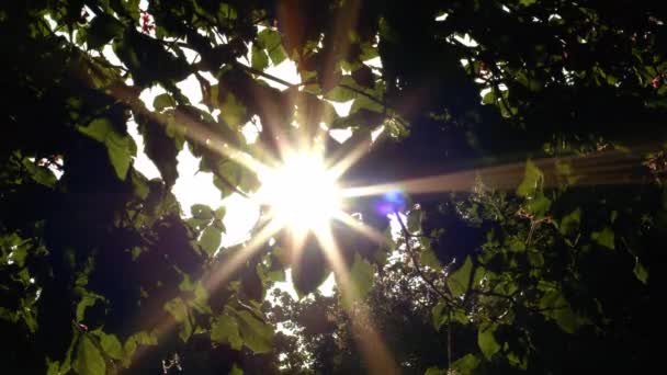 Rayos Sol Verano Través Ramas Árboles Cámara Lenta Media Tiro — Vídeos de Stock