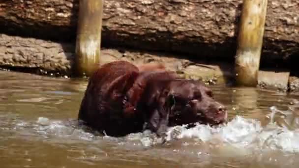 Glad Choklad Labrador Hund Spelar Och Stänk Vatten Medium Skott — Stockvideo