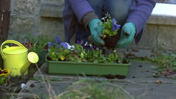 Jardineiro Com Plantas Cama Flores Pansy Médio Câmera Lenta Zoom — Vídeo de Stock