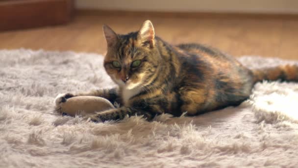 Calico Cat Mouse Toy Cozy Home Rug Medium Shot Zoom — Stock Video