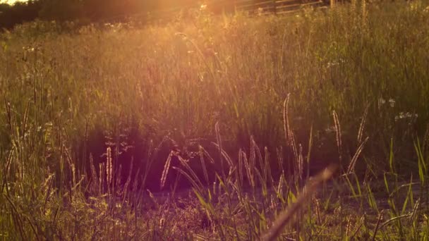 Woman Walking Summer Meadow Sunset Medium Shot Slow Motion Shot — Stock Video