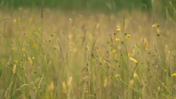 背の高い草や野生の花の成長英語牧草地ズームスローモーション選択的フォーカス — ストック動画