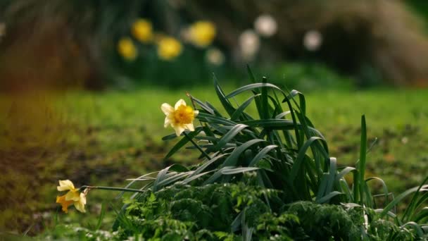 Påsklilja Narcissus Blomma Platt Efter Storm Skogspark Våren Bred Zoom — Stockvideo