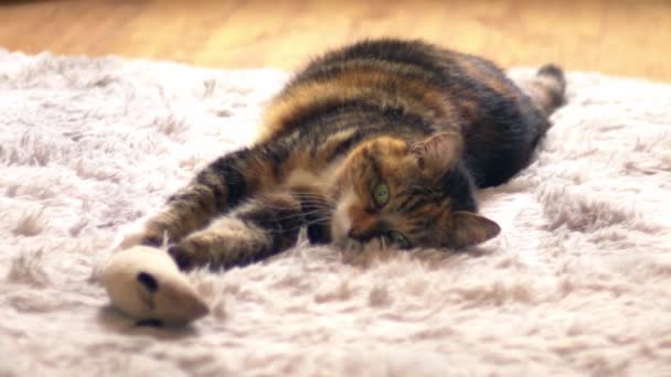 卡利科猫在舒适的家地毯上玩老鼠玩具 中等缩放镜头选择性聚焦 — 图库视频影像