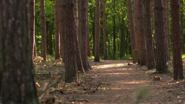 Çam ormanı gölgelik benekli ışık geniş, yavaş çekim zoom seçici odak