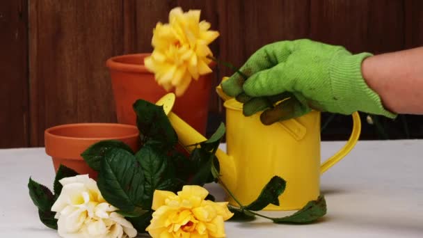Kertész Helyek Sárga Rózsa Közelében Öntözőkanna Növény Edények Lassított Felvétel — Stock videók